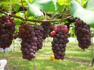 Buah Anggur merupakan buah yang sangat Elegan dengan bentuk yang solid dan Exsotis ini aka Manfaat Buah Anggur Untuk Kesehatan