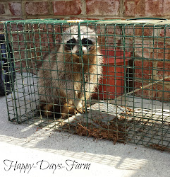 coop protecting predators hello say against friend