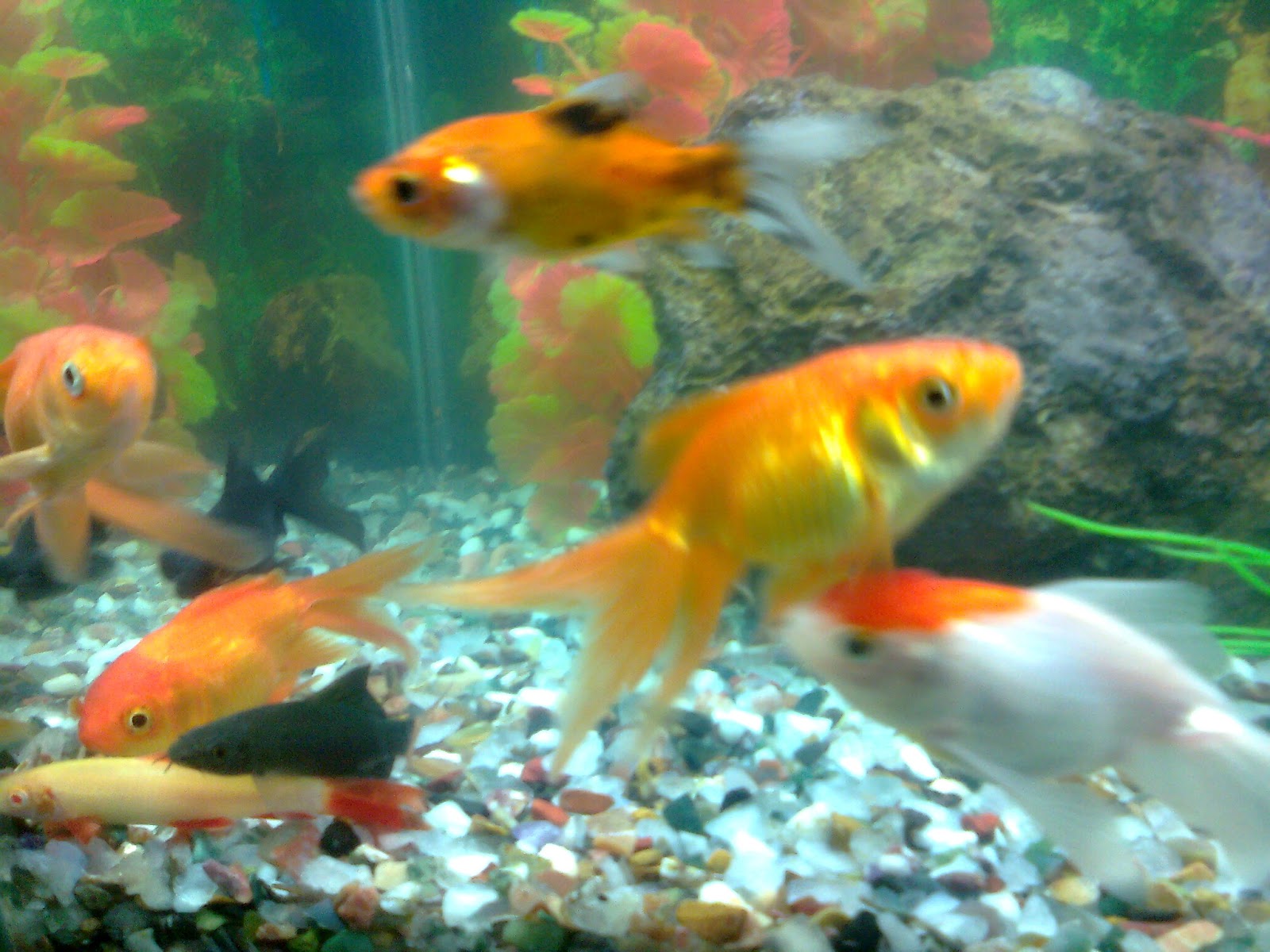 Pet Shop Ahmedabad gold fish aquarium