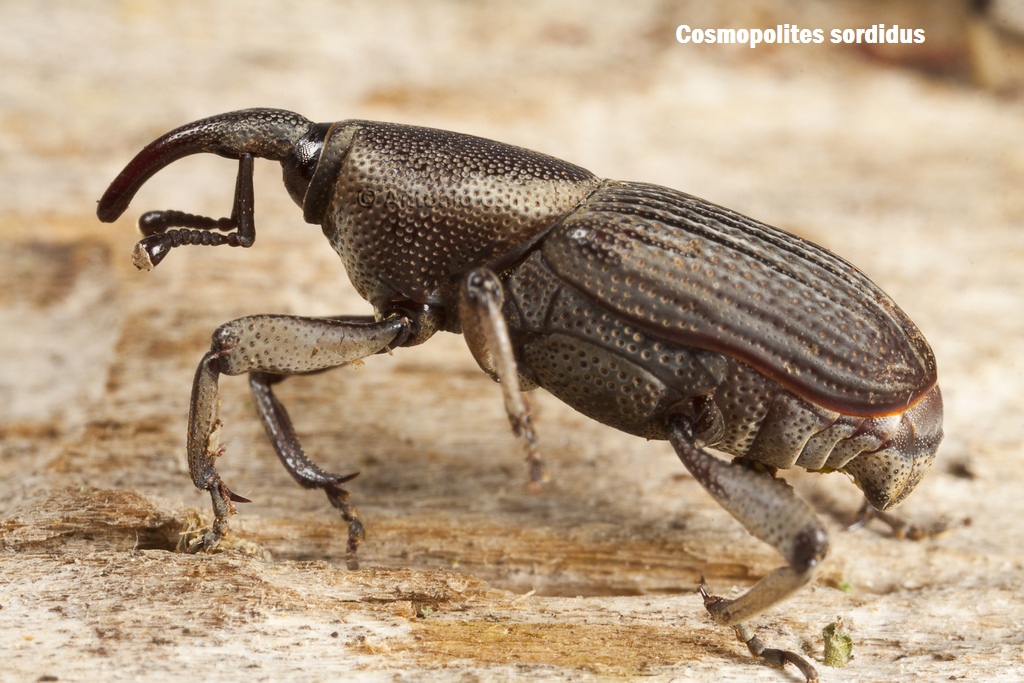 BANANA FRUIT Banana weevil
