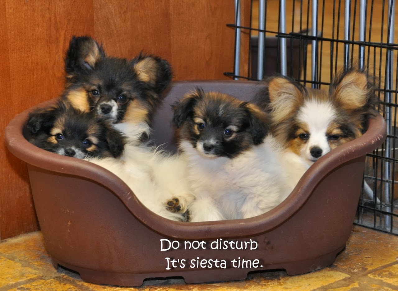 Road's End Papillons Stress Diarrhea in Dogs/ Puppies, Sample Diet