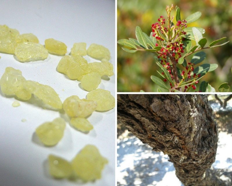 French Vocabulary Illustrated mastic