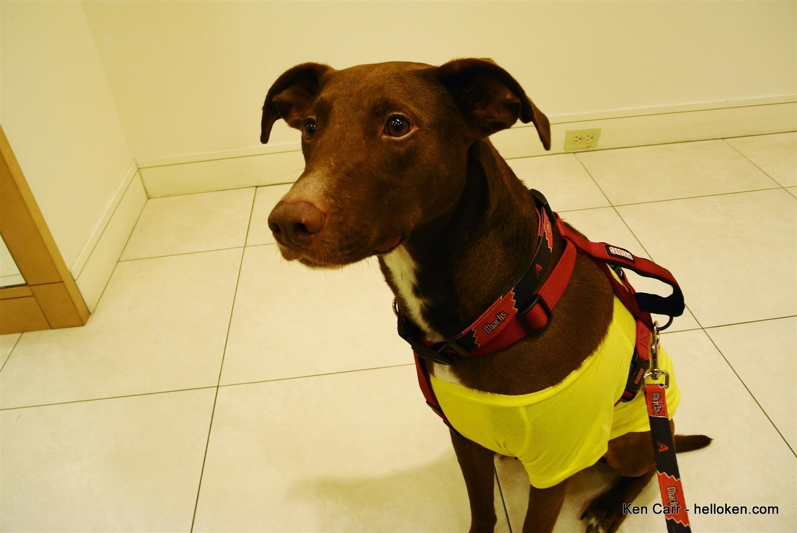 Lucky's spring doggy fashion show