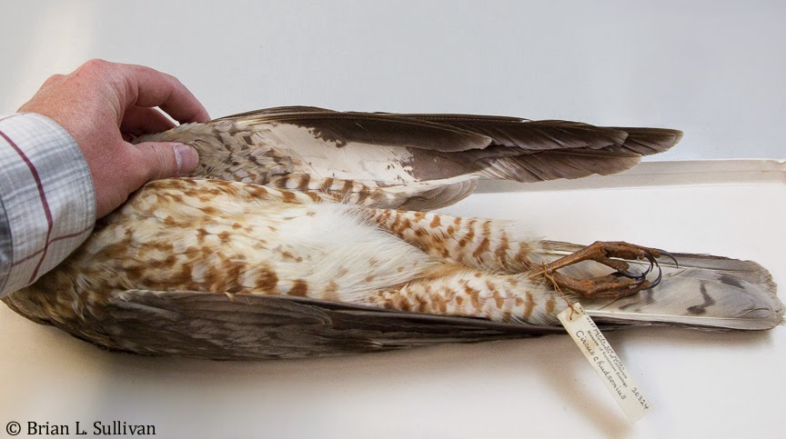 Hackling Raptor Raptor Identification and Photography: June 2014