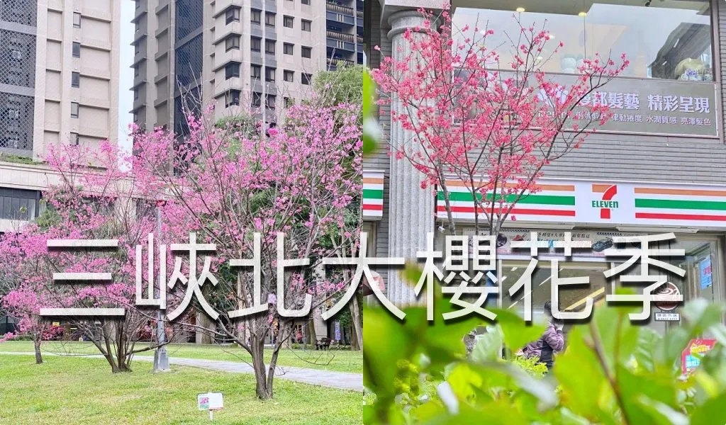 228連假三峽北大賞櫻花兼野餐親子半日遊|賞花點不少值得散步走走喔 228連假三峽北大賞櫻花兼野餐親子半日遊|賞花點不少值得散步走走喔