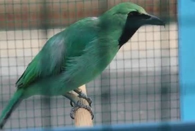 5 Ciri Ciri Burung Cucak Ijo Banyuwangi Dari Segi Fisik Yang