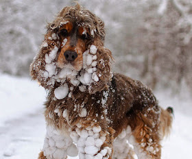 بالصور: حيوانات لطيفة تلعب في الثلج للمرة الأولى