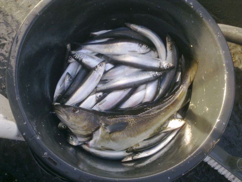 Sundfisker.dk - Blog : Sildefiskeri