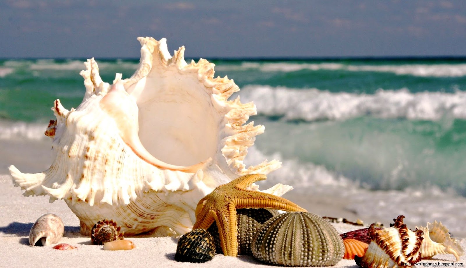 Sea Shells On Beach