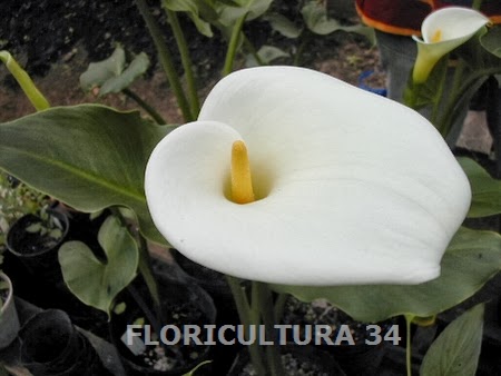 Floricultura 34: Calas blancas y de colores