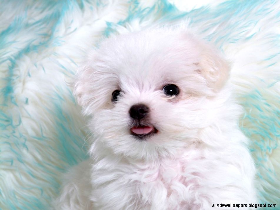 Cute Baby Animals Puppies