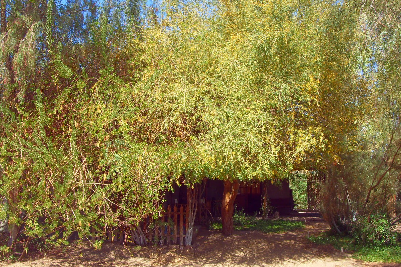Eco-antropología: Etnografía y caracterización botánica del chañar ...