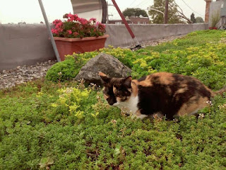 Shop Cat Poly on the Green Roof at Stein Your Florist Co. Shop Cat Poly on the Green Roof at Stein Your Florist Co.
