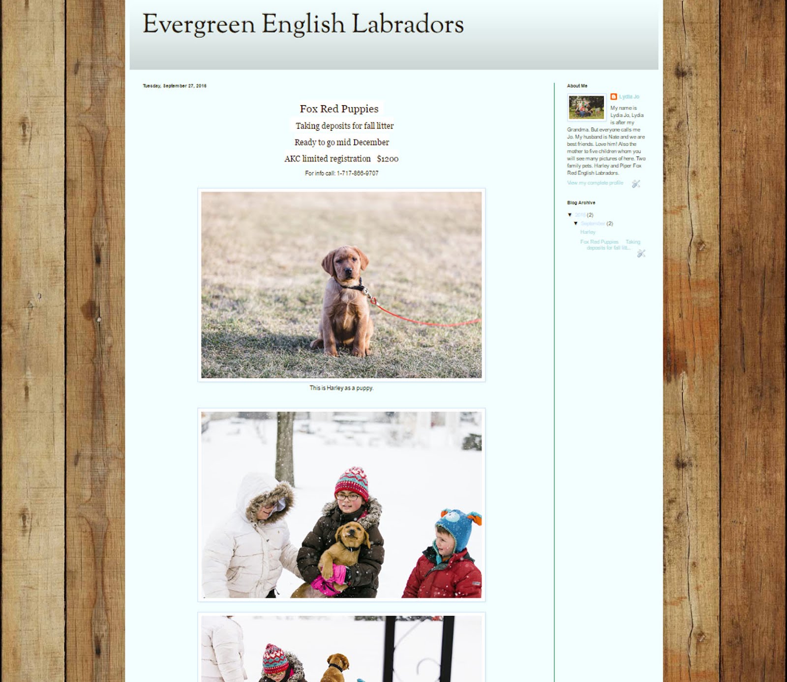 Evergreen English Labradors