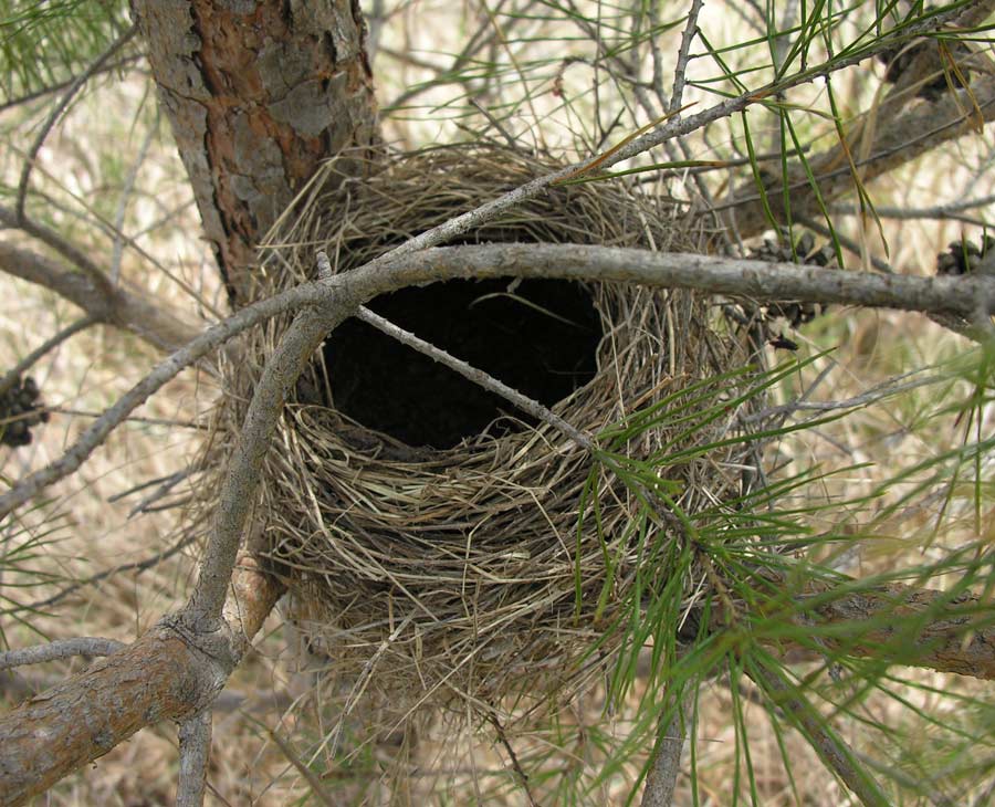 Гнезда птиц названия. Гнездо вьюрка. Гнездо касиков. Гнезда Вальтхарда. Ронжа гнездо.