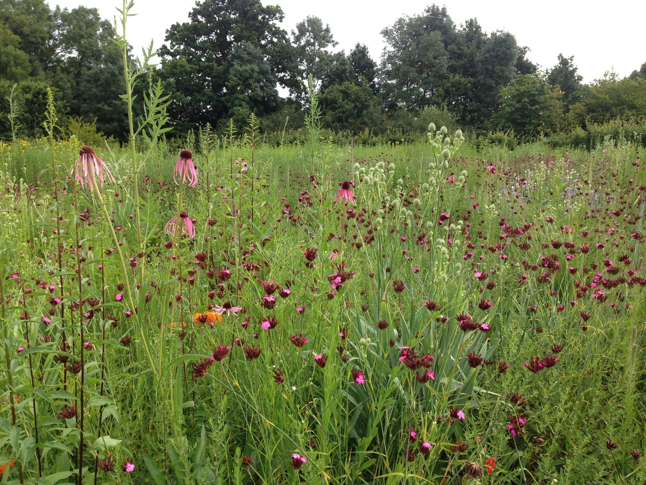 James Hitchmough's meadow at Tom Stuart Smith's private garden in July 2016 with Echinacea pallida, Dianthus carthusianorum and Eryngium yuccafolium predominantly in bloom
