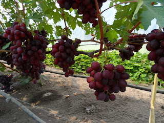 Блог про виноград Киушкина Николая: Сорта винограда селекции Павловского