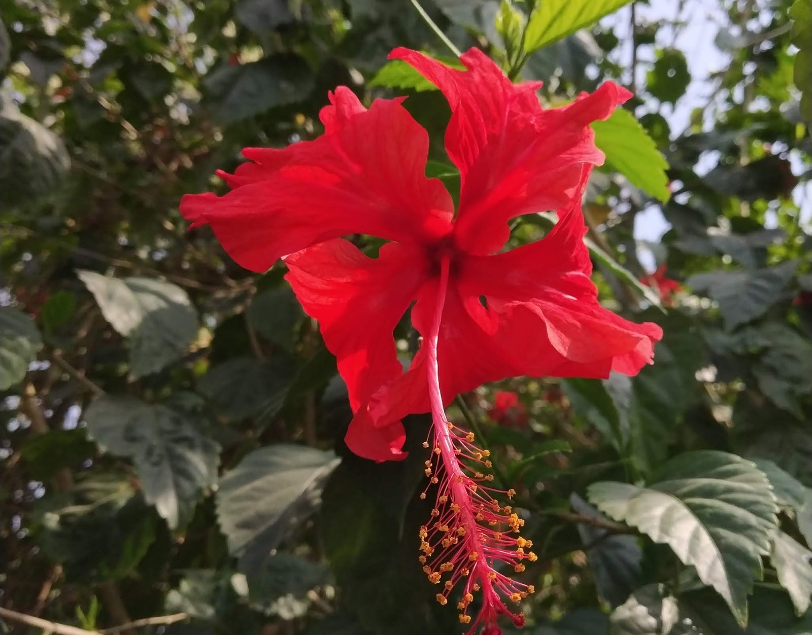 Hibiscus Flower Ke Fayde In Hindi Best Flower Site