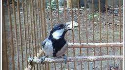 Burung Glatik Perawatan Burung Glatik Bagi Pemula Dan Agar Cepat Gacor