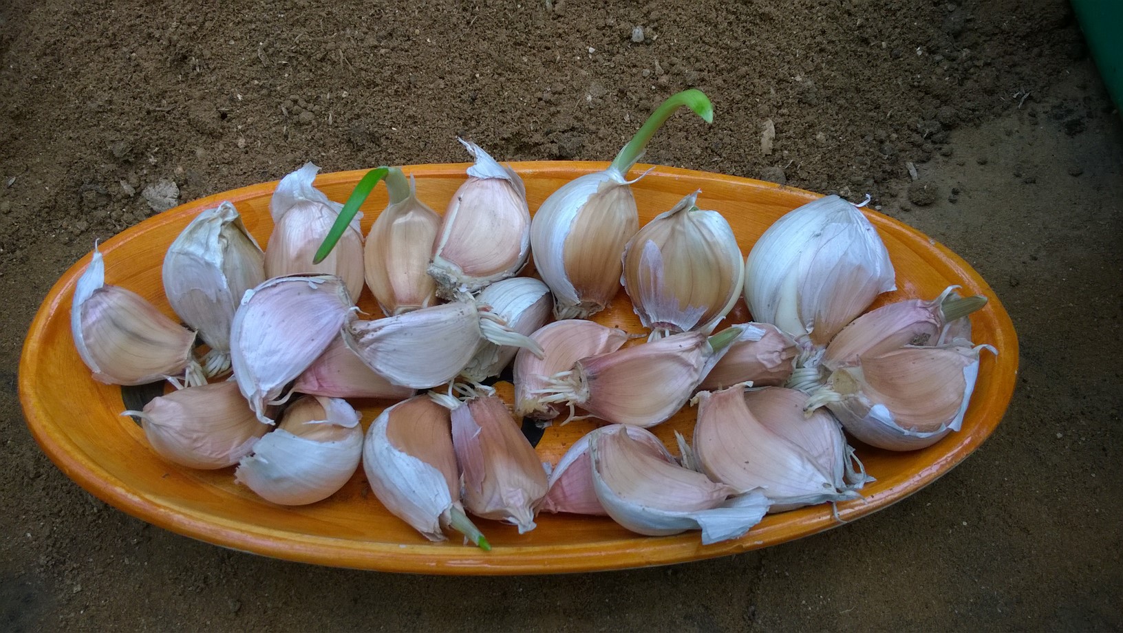 How To Plant Garlic