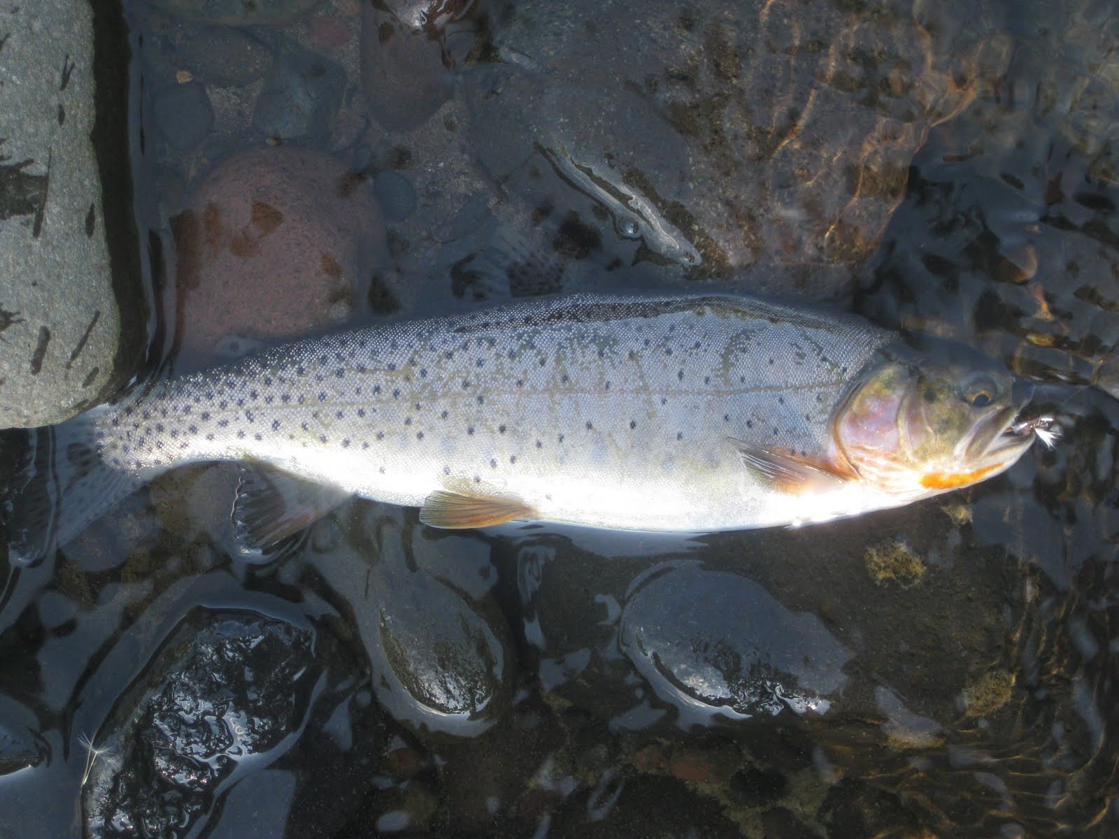 SOUTHWEST ANGLER CACHE CREEK/HELLROARING CREEKYNP
