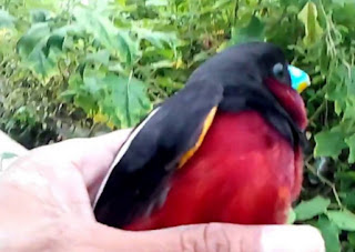 99 Arti Mimpi Menangkap Burung Dengan Tangan Sendiri Menurut Islam Dan Primbon Mimpi Buang Air Dan Burung 99 Arti Mimpi Menangkap Burung Dengan Tangan Sendiri Menurut Islam Dan Primbon Mimpi Buang Air Dan Burung