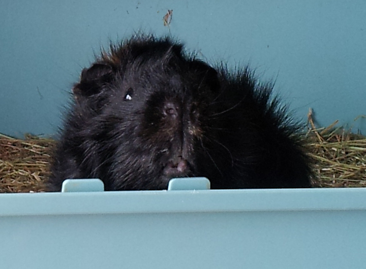 Cochon D'inde Qui Saute Quand Je Le Touche Mes cochons d'inde d'amour: Une petite bouille qui attend son manger