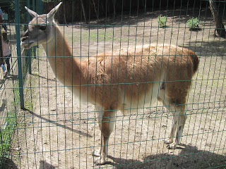 лама в рівненському зоопарку