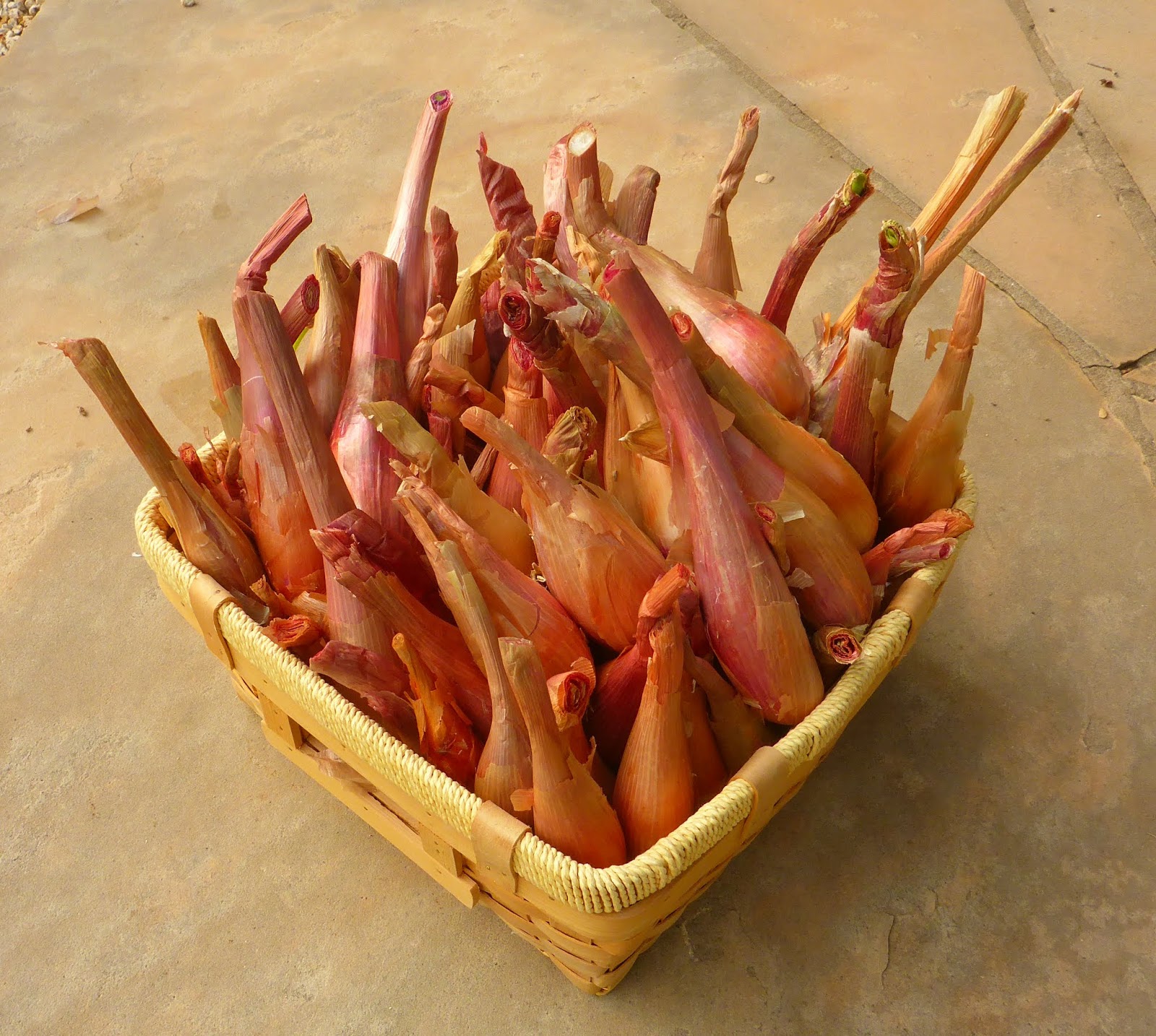 From Seed To Table Variety Spotlight