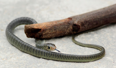 "Checkered Keel back, a common snake in Mount Abu"