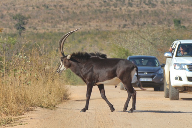 Animales en Kruger