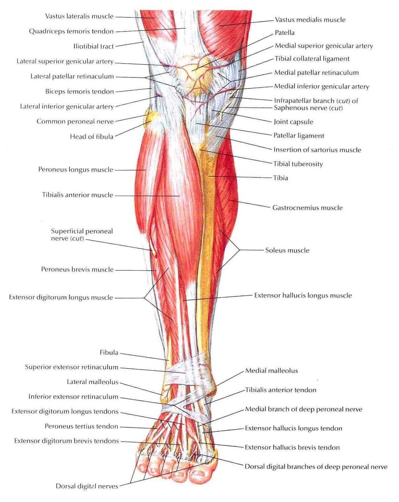 Строение ноги до колена. Топографическая анатомия голени человека. Мышцы голени передняя поверхность. Передняя поверхность голени топографическая анатомия мышцы. Мышцы голени передняя поверхность анатомия.