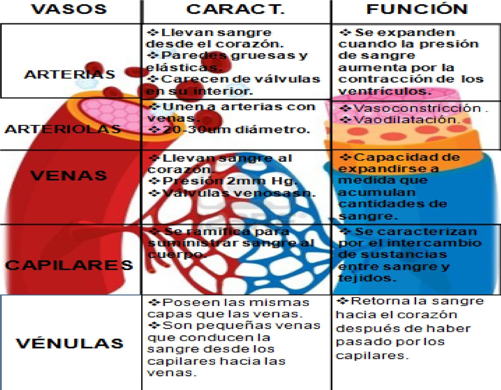 Capellanía y las Ciencias Los vasos sanguíneos Capellanía y las Ciencias Los vasos sanguíneos