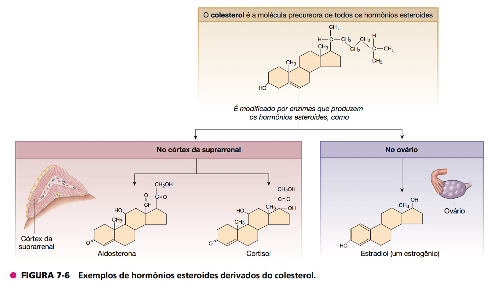 Exemplos de hormônios esteroides derivados do colesterol Exemplos de hormônios esteroides derivados do colesterol