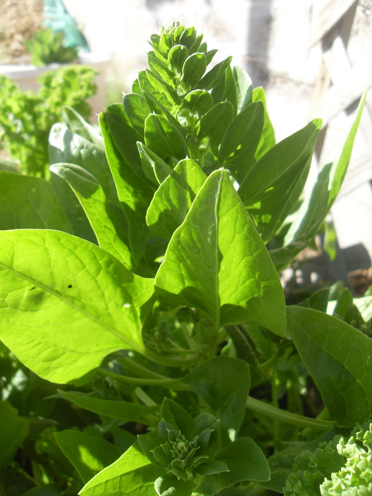 The Scientific Gardener Seed to Seed