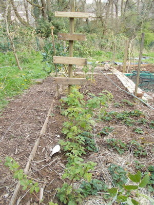 How to make supports for raspberry plants The 80 Minute Allotment Green Fingered Blog