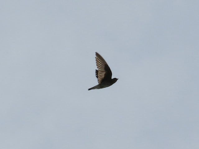 Northern Rough-winged Swallow - Niagara Falls, New York
