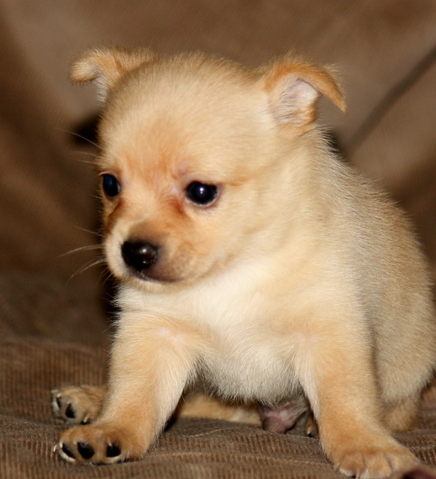 Providence Puppies Taco Terrier Puppies