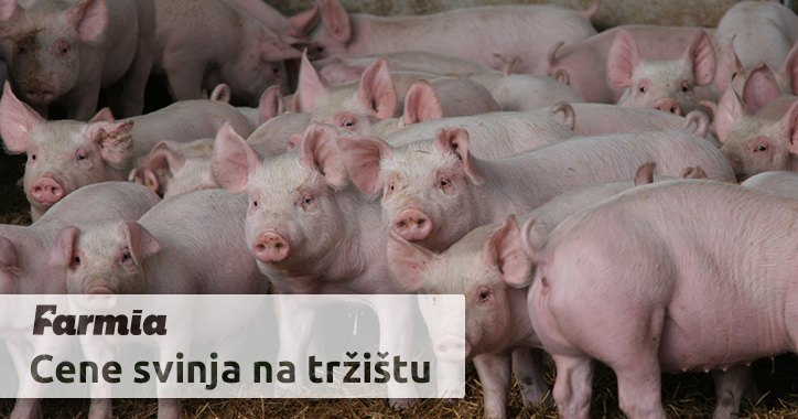 Upoznavanje svinja