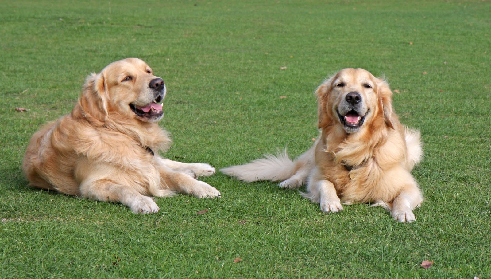 We Care for Dogs Artificial Grass if You Have Dogs at Home The