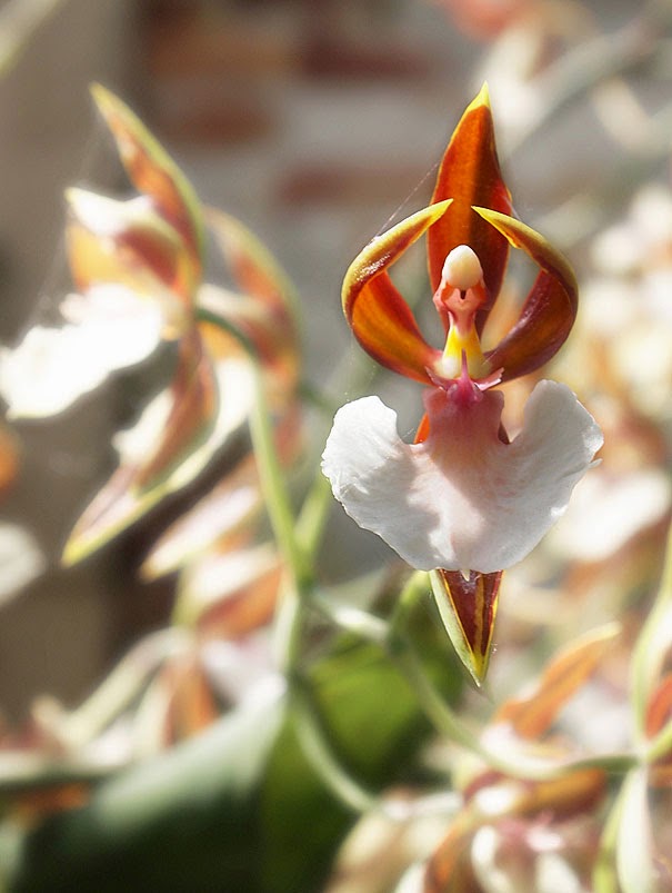 Orchid That Looks Like A Ballerina - 17 Flowers That Look Like Something Else