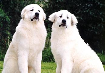 pyrenean_mnt_dog_03.jpg