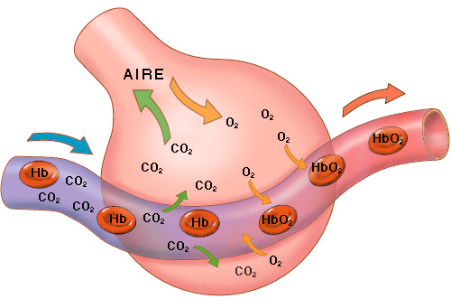 Intercambio de gases alveolar