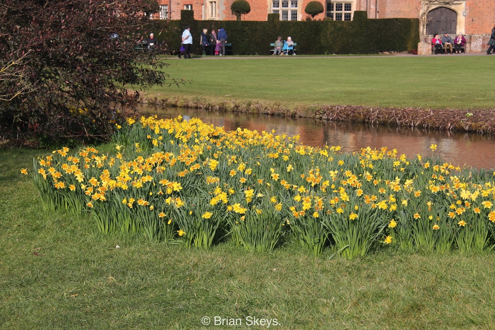 Our Garden19 Daffodil Sunday.