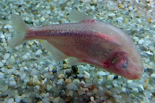 Blind Cave Fish