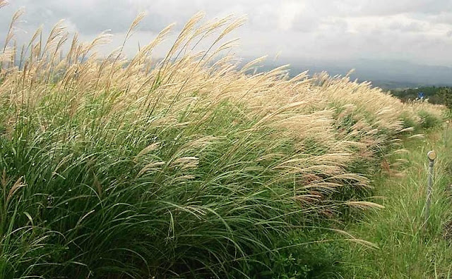 How to grow Miscanthus sinensis Field grown Miscanthus sinensis in flower