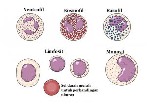 specialka1: penjelasan serta guna sel darah putih