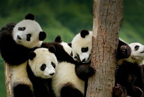  Gambar  Panda  Imut Lucu Kumpulan Gambar 