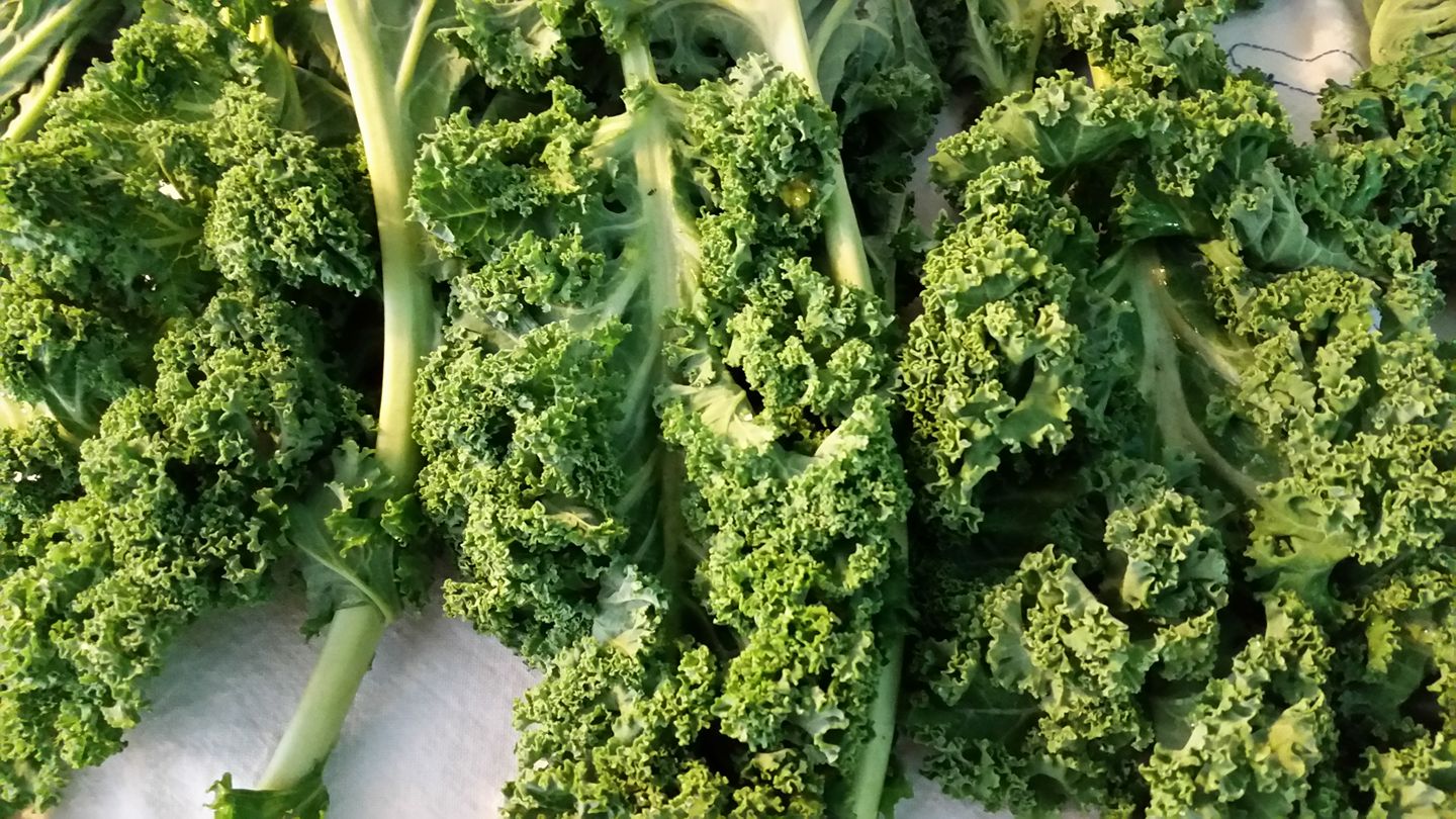 [Information] All About KALE