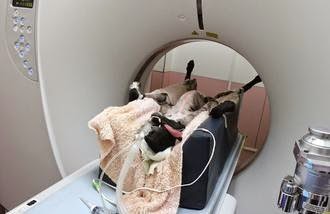 重病流浪狗 千萬儀器「動物專用四切電腦斷層儀」搶救